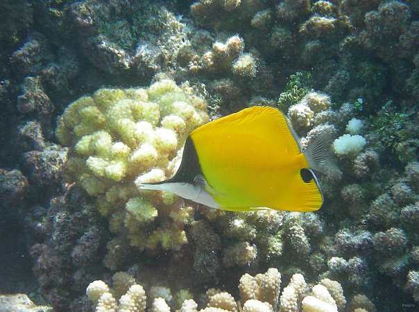 39- Poisson-pincette jaune 